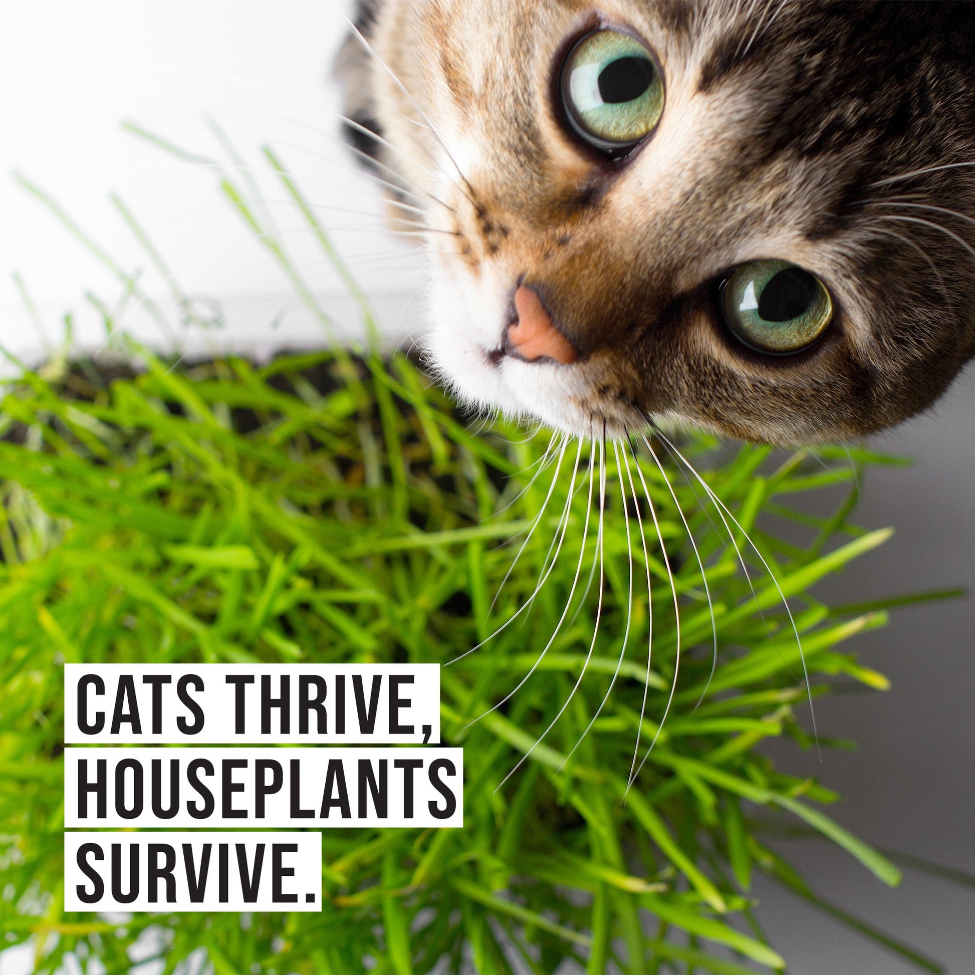 Organic Cat Grass Growing Kit with Black Cat Mug Planter by
