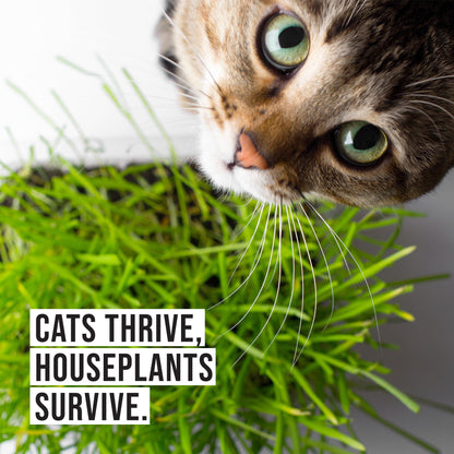 Organic Cat Grass Growing Kit with Black Cat Mug Planter by